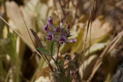 Trifolium obtusiflorum, photographed by Arvel Hernandez