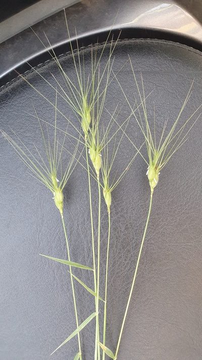 Aegilops neglecta, photographed by Andrea Meucci
