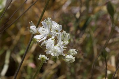Triteleia hyacinthina, photographed by Arvel Hernandez