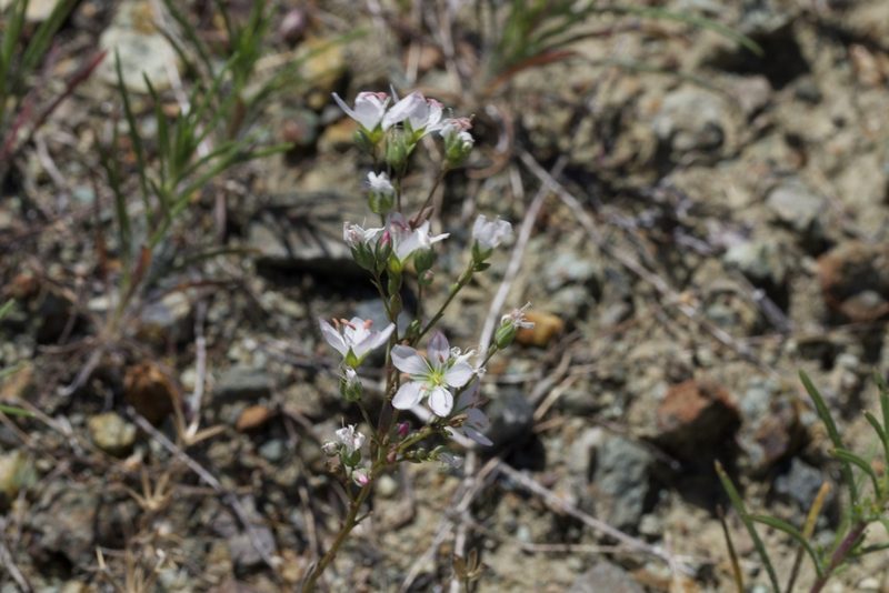 Linum californicum, photographed by Arvel Hernandez
