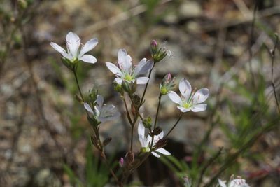 Linum californicum, photographed by Arvel Hernandez
