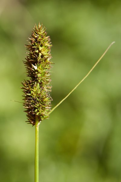 Carex densa, photographed by Ken-ichi Ueda