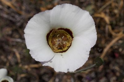 Calochortus vestae, photographed by Arvel Hernandez