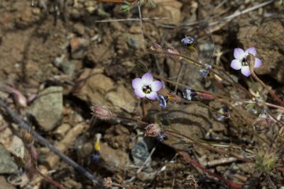 Gilia tricolor