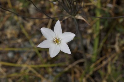 Triteleia peduncularis, photographed by Arvel Hernandez