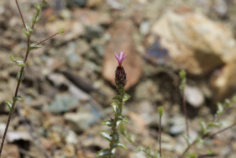 Lessingia ramulosa, photographed by Arvel Hernandez