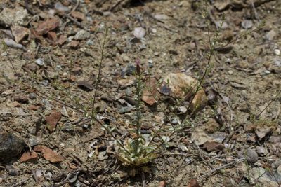 Lessingia ramulosa, photographed by Arvel Hernandez