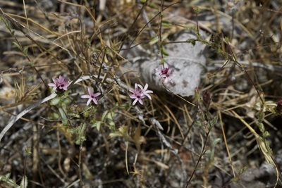 Lessingia ramulosa, photographed by Arvel Hernandez