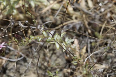 Lessingia ramulosa, photographed by Arvel Hernandez