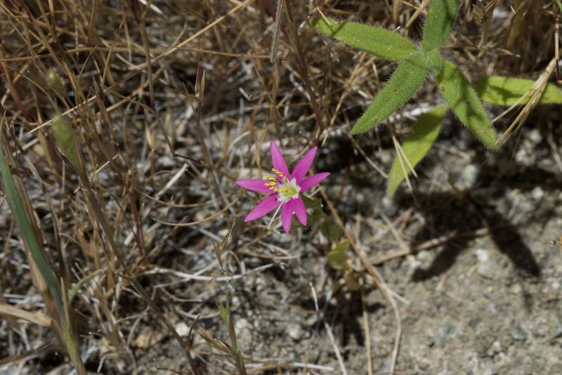 Zeltnera trichantha, photographed by Arvel Hernandez