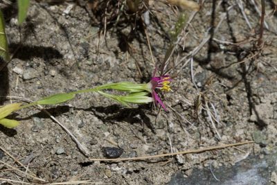 Zeltnera trichantha, photographed by Arvel Hernandez
