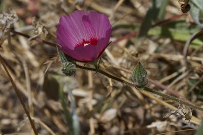 Sidalcea keckii, photographed by Arvel Hernandez