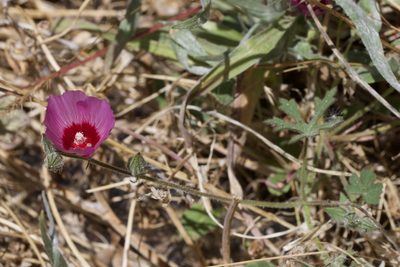 Sidalcea keckii, photographed by Arvel Hernandez