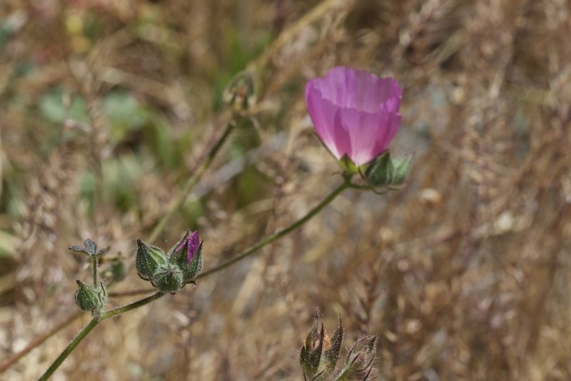 Sidalcea keckii, photographed by Arvel Hernandez