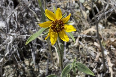 Helianthus exilis