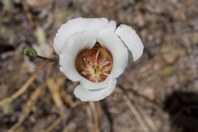 Calochortus vestae, photographed by Arvel Hernandez
