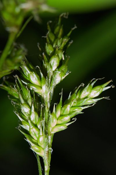 Carex leptopoda, photographed by Ken-ichi Ueda