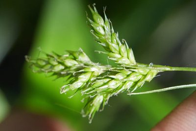 Carex leptopoda, photographed by Ken-ichi Ueda