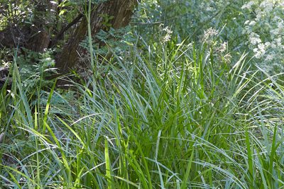 Scirpus microcarpus, photographed by Ken-ichi Ueda