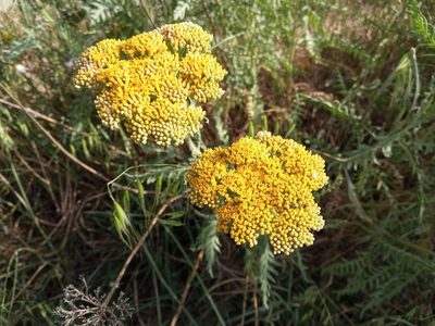 Achillea filipendulina, photographed by Josep Gesti
