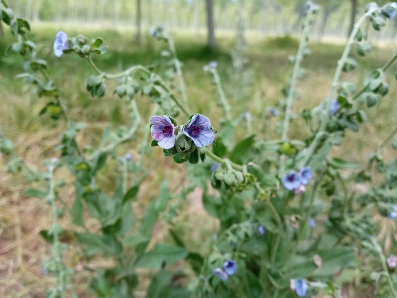 Cynoglossum creticum, photographed by Josep Gesti