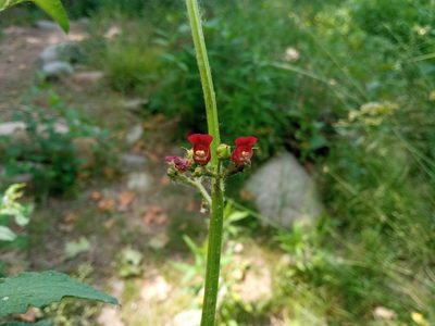 Scrophularia auriculata, photographed by Josep Gesti
