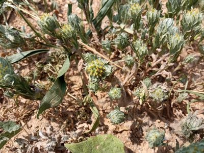 Filago pyramidata, photographed by Josep Gesti