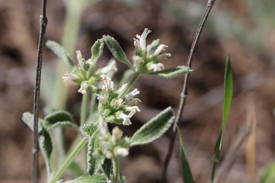 Marrubium parviflorum, photographed by Edmundas Greimas