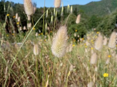 Lagurus ovatus, photographed by Josep Gesti