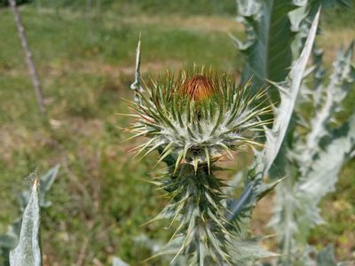 Onopordum acanthium, photographed by Josep Gesti