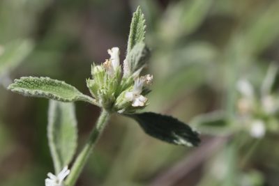 Marrubium parviflorum, photographed by Edmundas Greimas