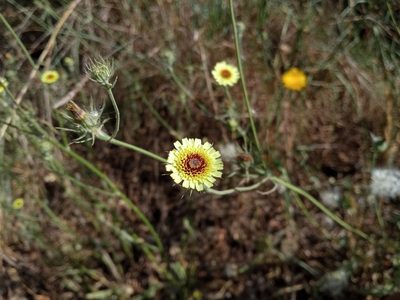 Tolpis umbellata, photographed by Josep Gesti