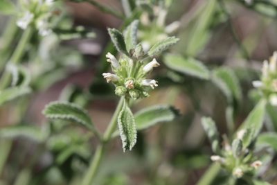 Marrubium parviflorum, photographed by Edmundas Greimas