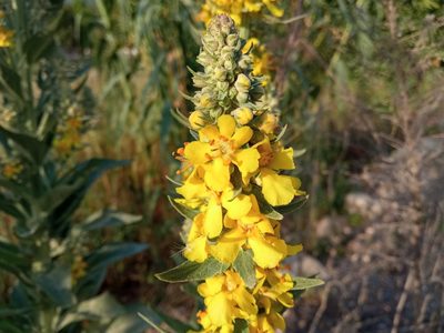 Verbascum lychnitis, photographed by Josep Gesti