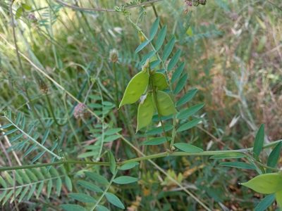 Vicia disperma, photographed by Josep Gesti