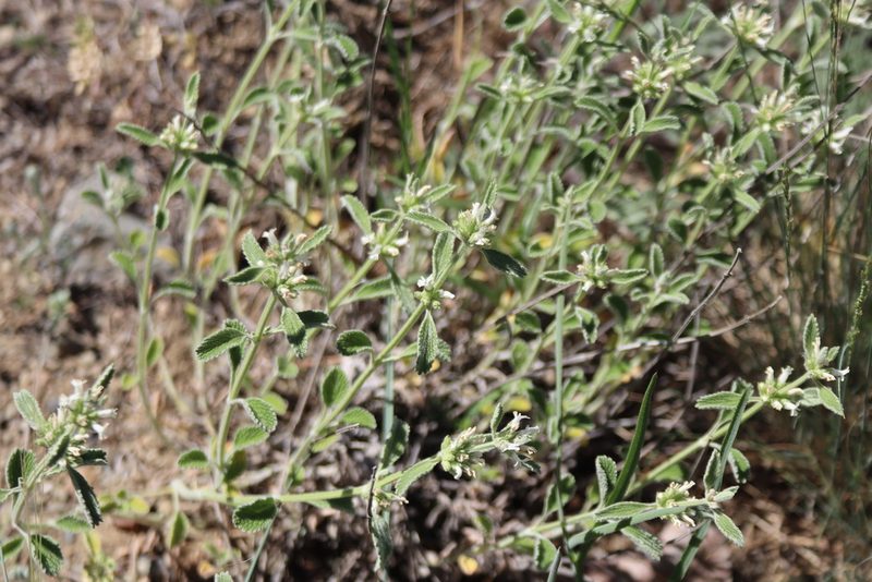 Marrubium parviflorum, photographed by Edmundas Greimas
