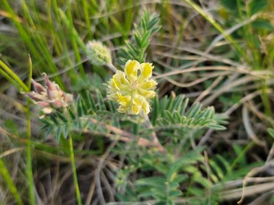 Oxytropis pilosa, photographed by Elias