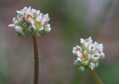 Micranthes texana, photographed by hr_dragonfly