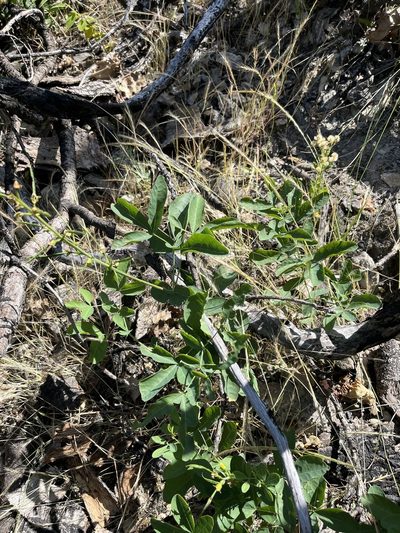 Thermopsis gracilis, photographed by Justin Felder