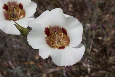 Calochortus vestae, photographed by Arvel Hernandez