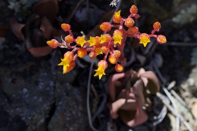 Dudleya cymosa, photographed by Arvel Hernandez