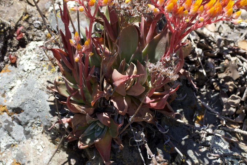 Dudleya cymosa, photographed by Arvel Hernandez
