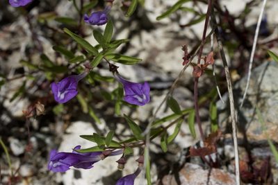 Scutellaria siphocampyloides, photographed by Arvel Hernandez
