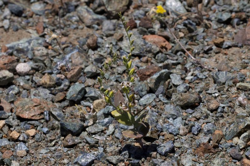 Streptanthus hesperidis, photographed by Arvel Hernandez
