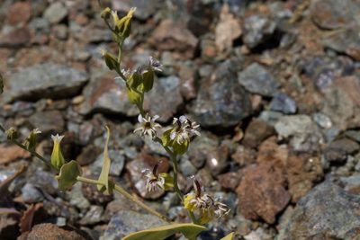 Streptanthus hesperidis, photographed by Arvel Hernandez