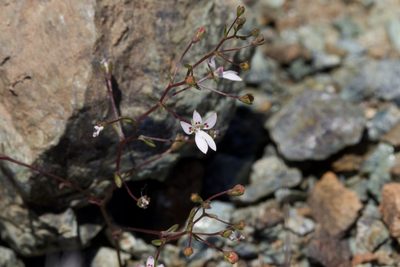 Nemacladus montanus, photographed by Arvel Hernandez