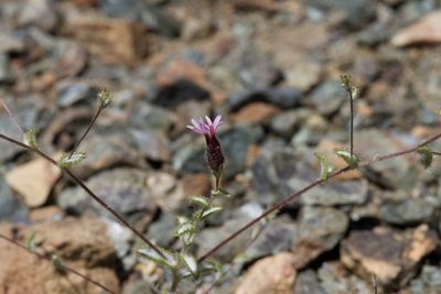 Lessingia ramulosa, photographed by Arvel Hernandez