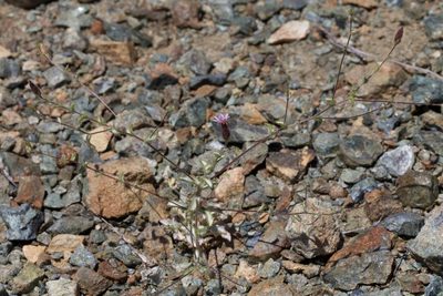 Lessingia ramulosa, photographed by Arvel Hernandez