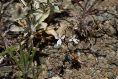 Nemacladus montanus, photographed by Arvel Hernandez