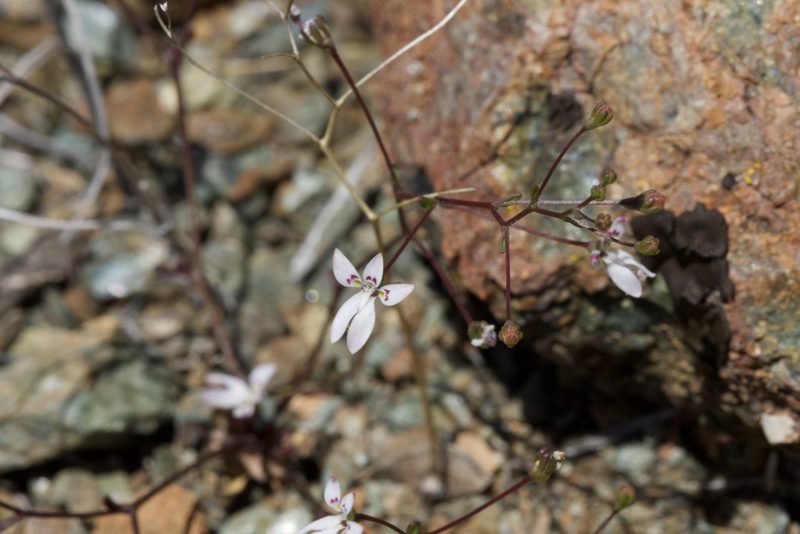 Nemacladus montanus, photographed by Arvel Hernandez